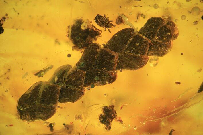 Fossil Thuja Twig (Pinales) & Mite (Arachnida) In Baltic Amber #120682